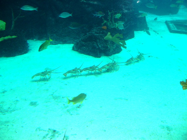 P1150029